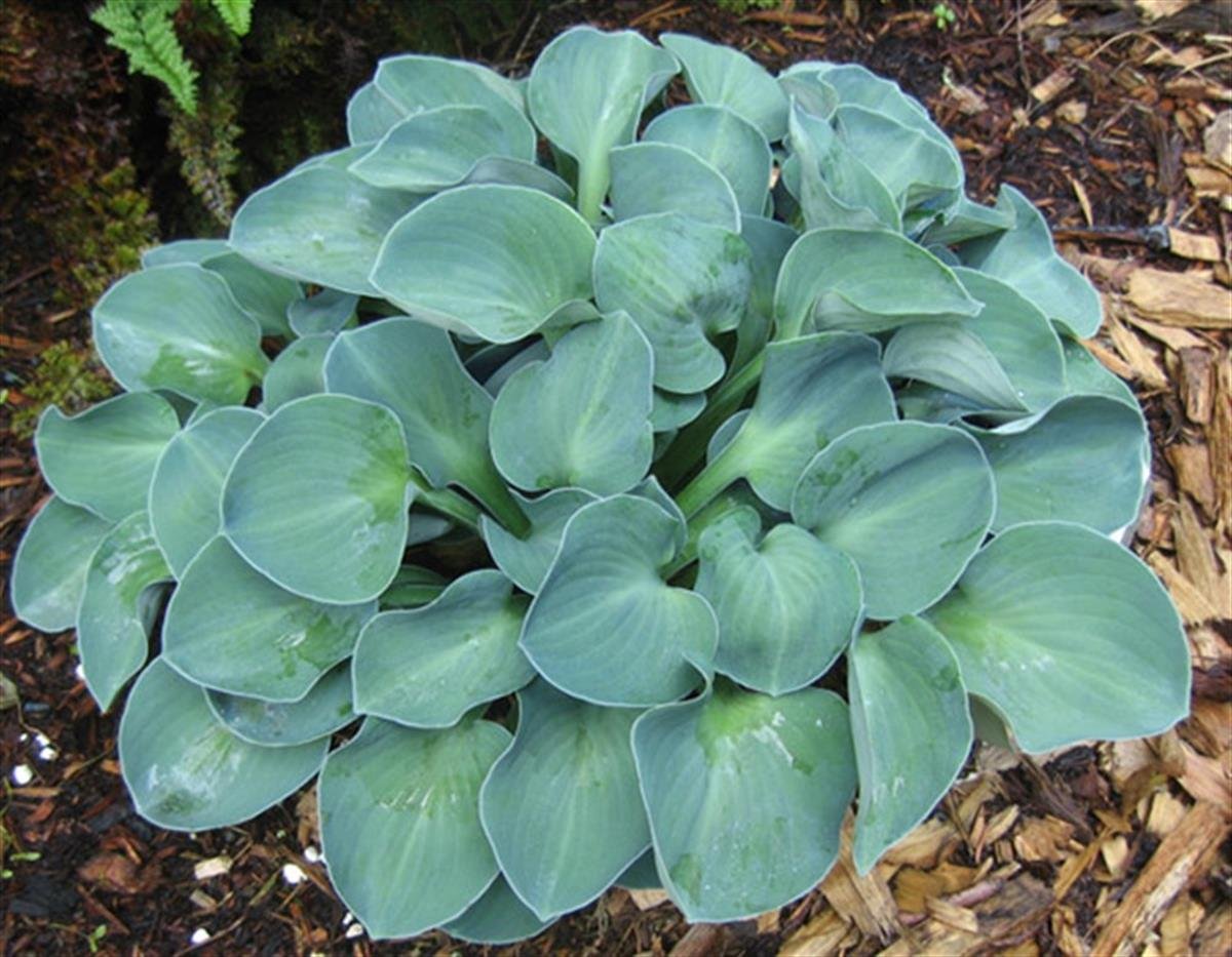 Hosta Blue Mouse Ears Ağustos Zambağı fidesi