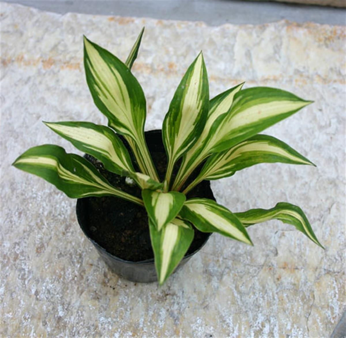 Hosta Cherry Berry Ağustos Zambağı fidesi