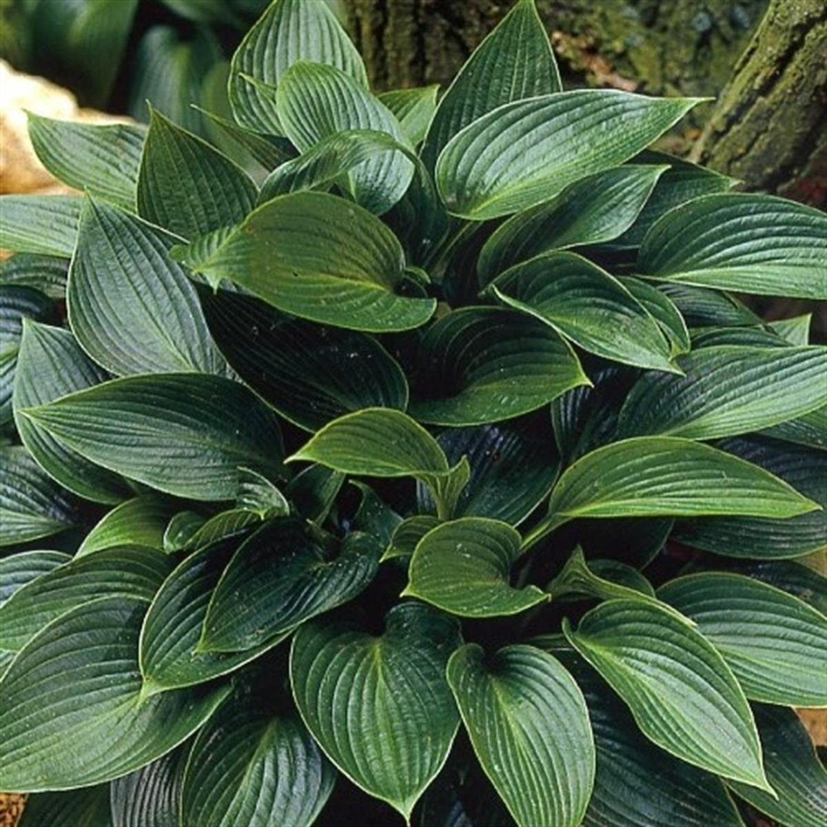 Hosta Devon Green Ağustos Zambağı fidesi