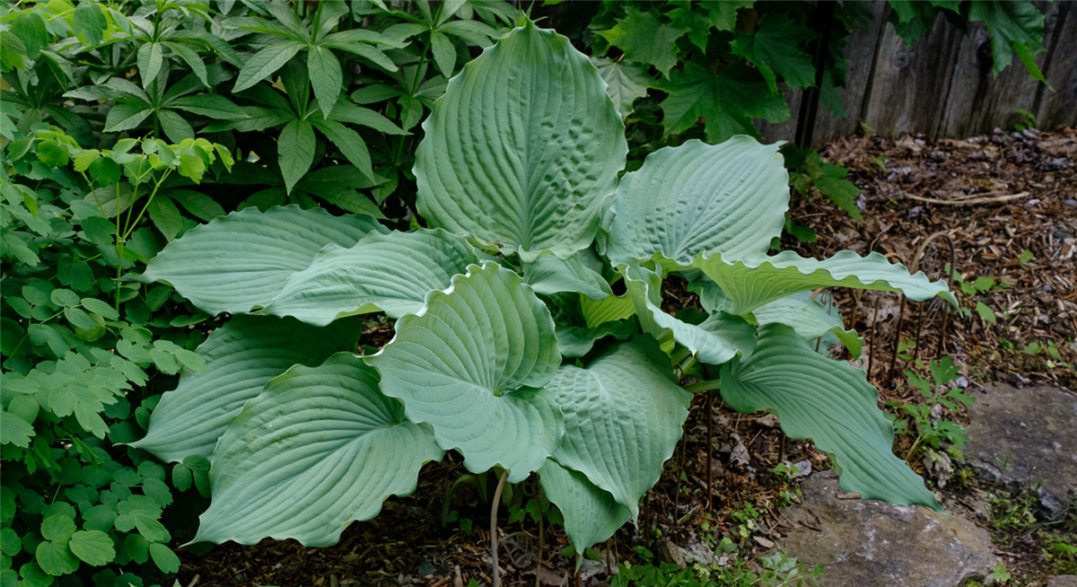 Hosta Diamond Lake Ağustos Zambağı fidesi