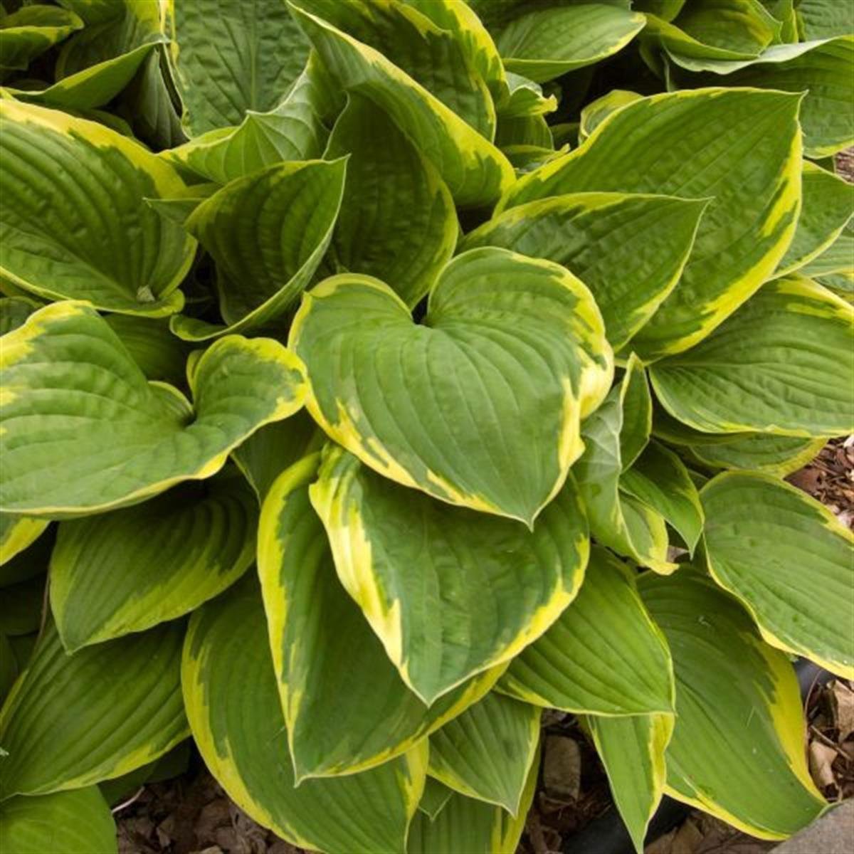 Hosta Fortunei Aureomarginata Ağustos Zambağı fidesi