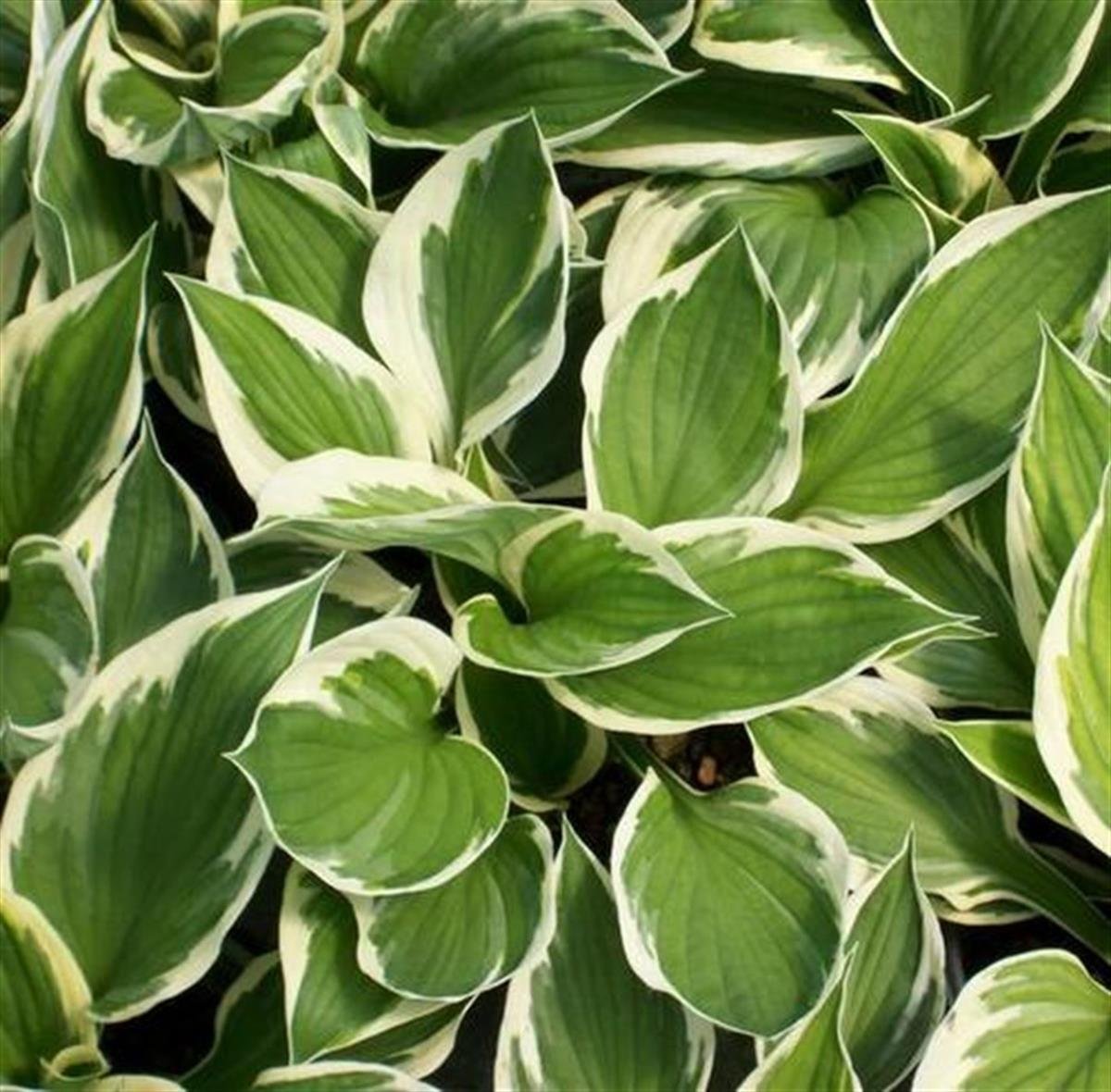 Hosta Minute Man Ağustos Zambağı fidesi