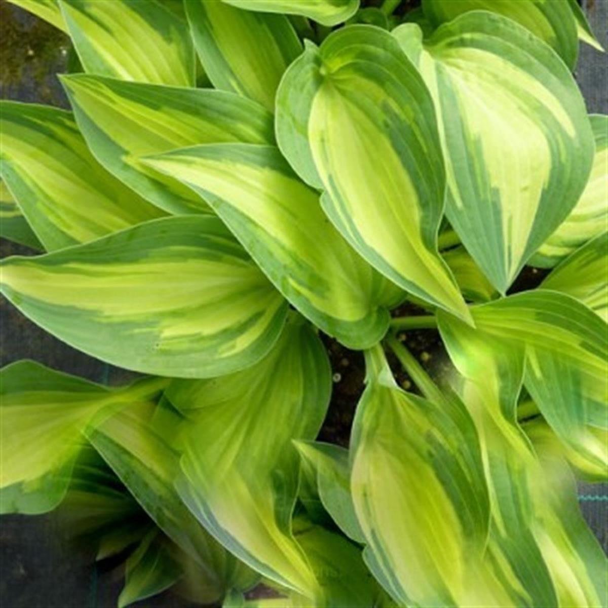 Hosta Moonstruck Ağustos Zambağı fidesi