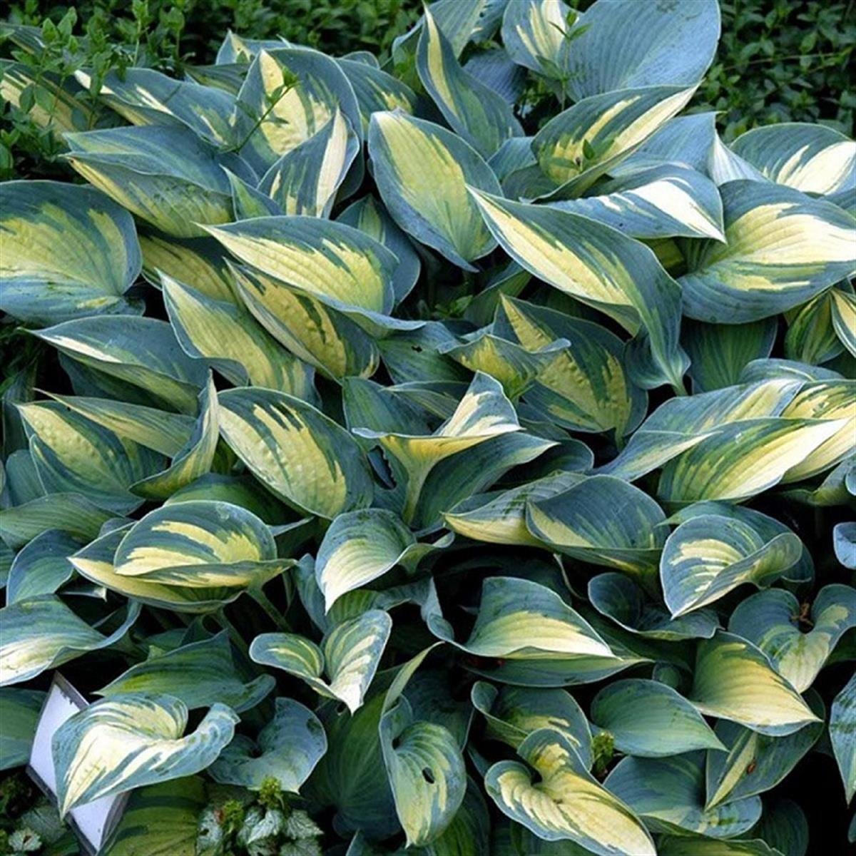 Hosta tardiana June Ağustos Zambağı fidesi