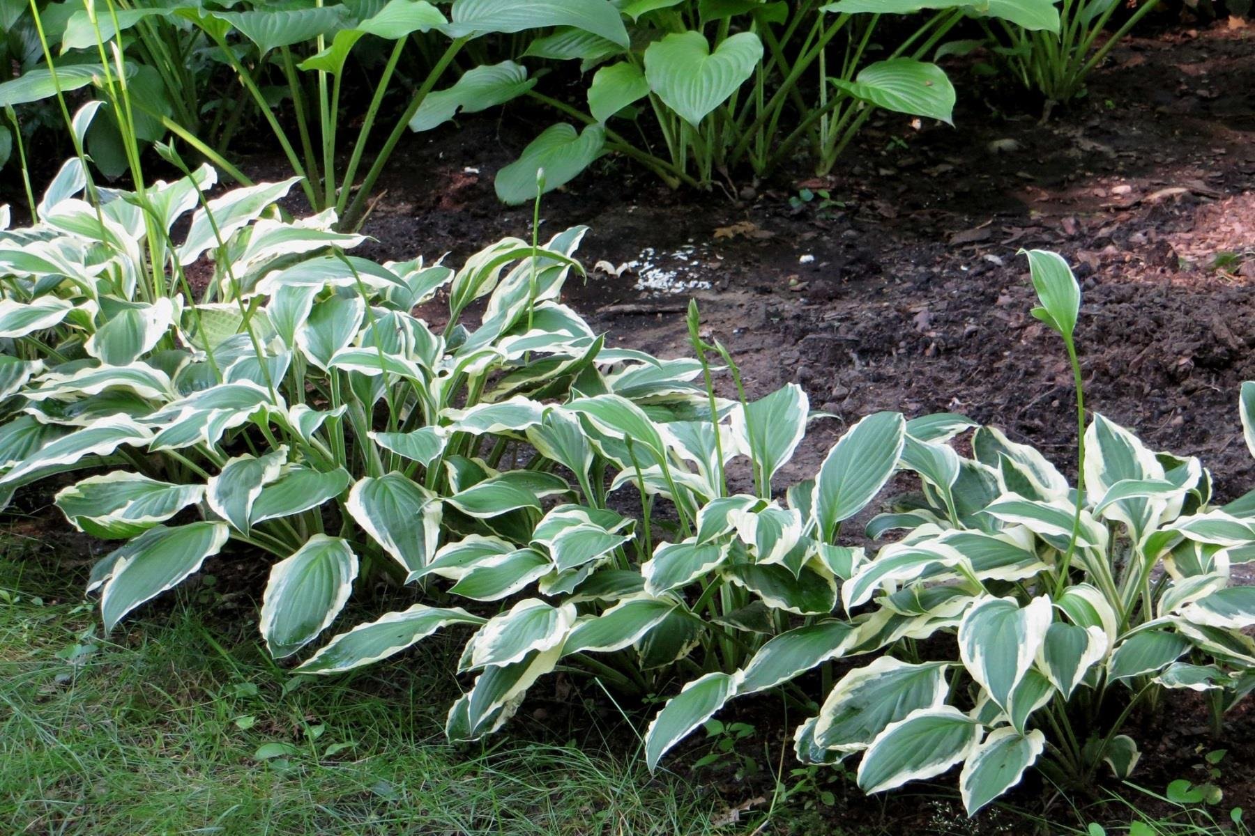 Hosta Undulata Albomarginata Ağustos Zambağı fidesi