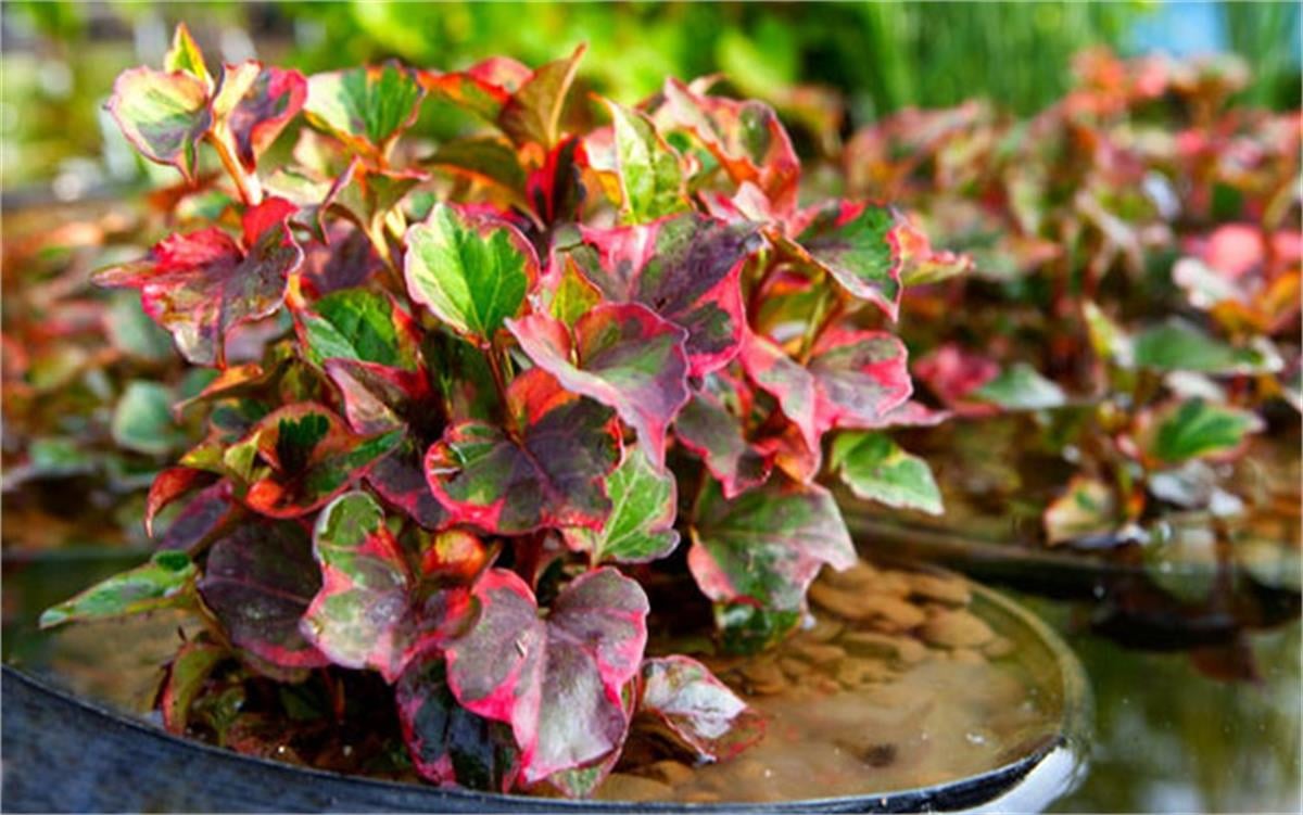 Houttuynia cordata Chameleon bukalemun otu balık nanesi fidesi