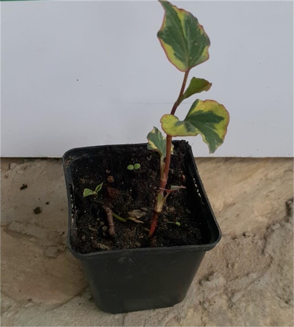 Houttuynia cordata Chameleon bukalemun otu balık nanesi fidesi