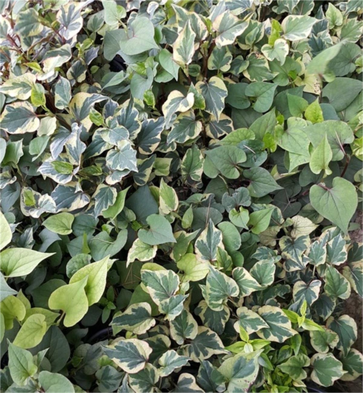 Houttuynia cordata Chameleon bukalemun otu balık nanesi fidesi