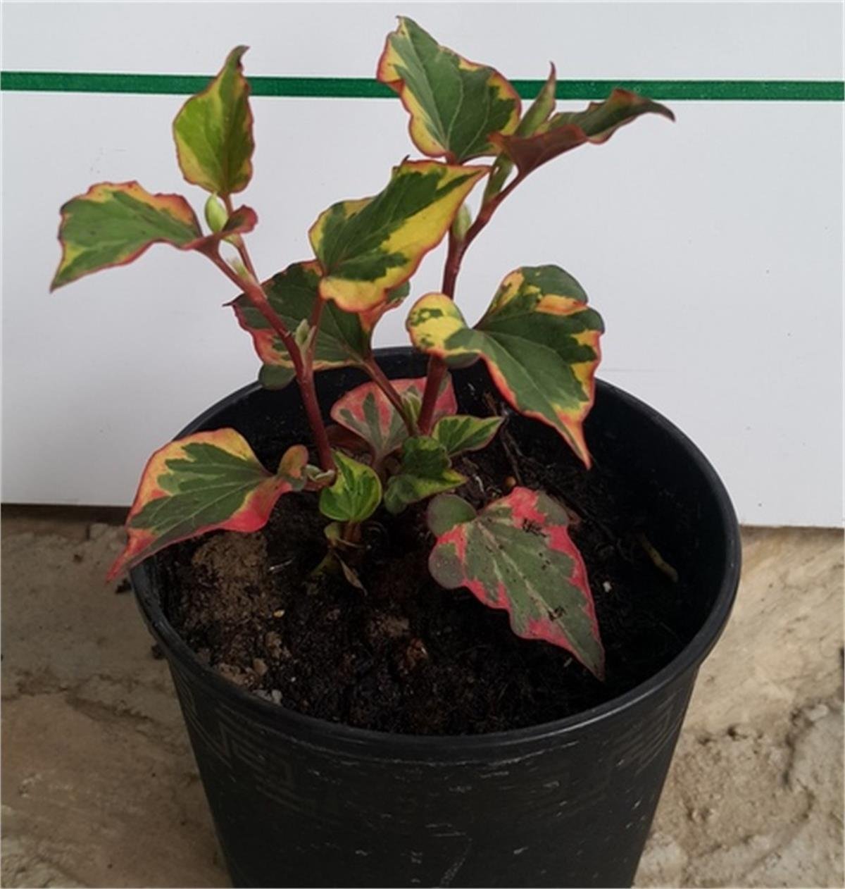 Houttuynia cordata Chameleon bukalemun otu balık nanesi fidesi