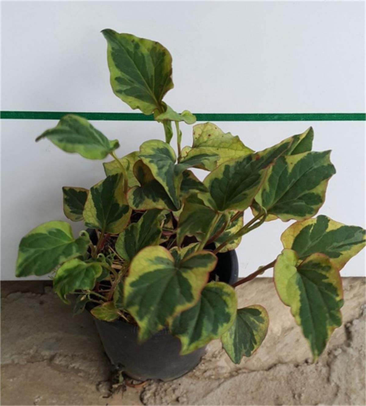 Houttuynia cordata Chameleon bukalemun otu balık nanesi fidesi