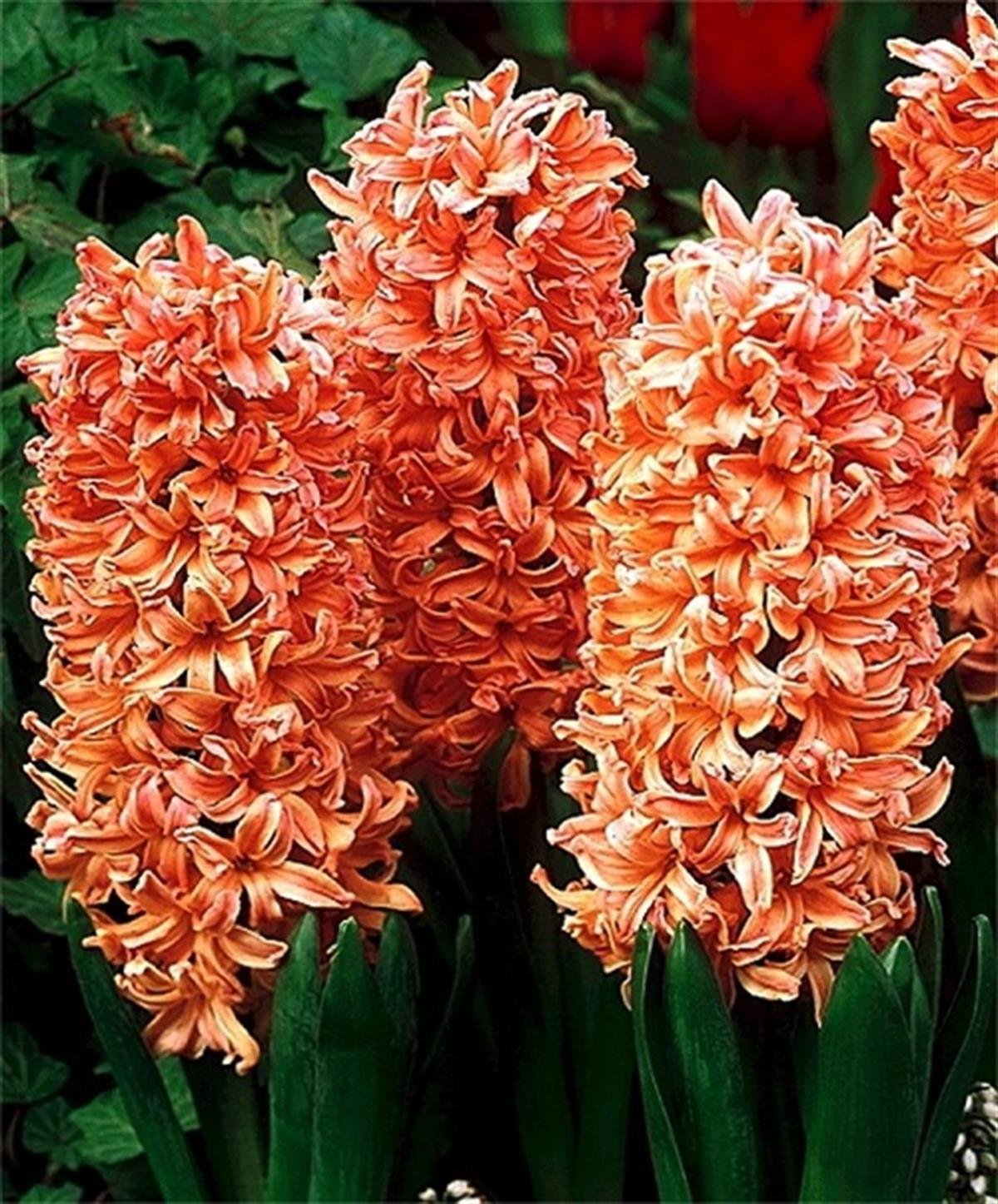 Hyacinthus orientalis Turuncu Sümbül Soğanı