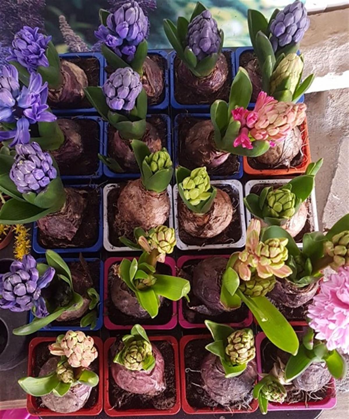 Hyacinthus orientalis Turuncu Sümbül Soğanı