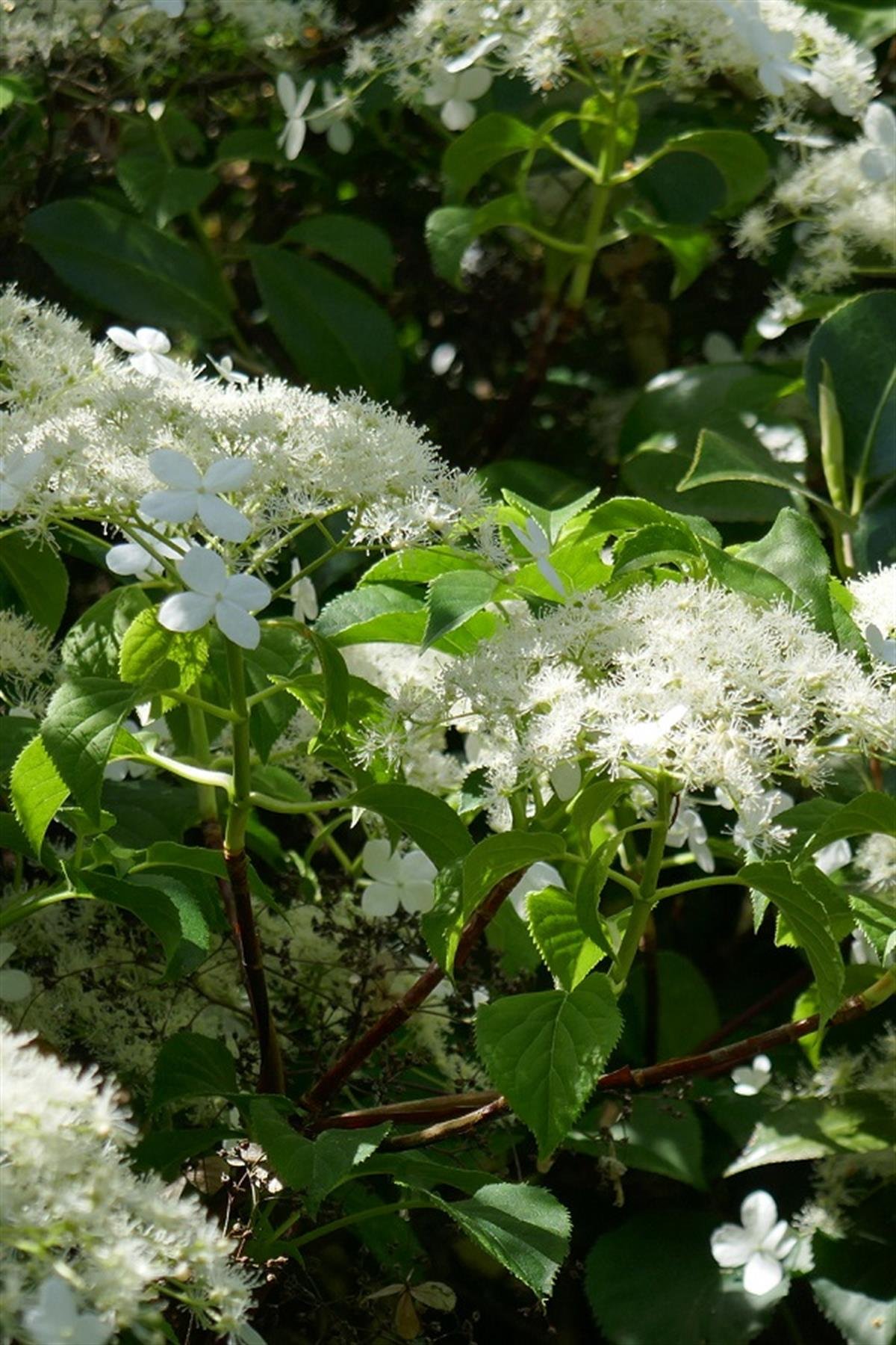 Hydrangea anomala petiolaris ortanca fidesi