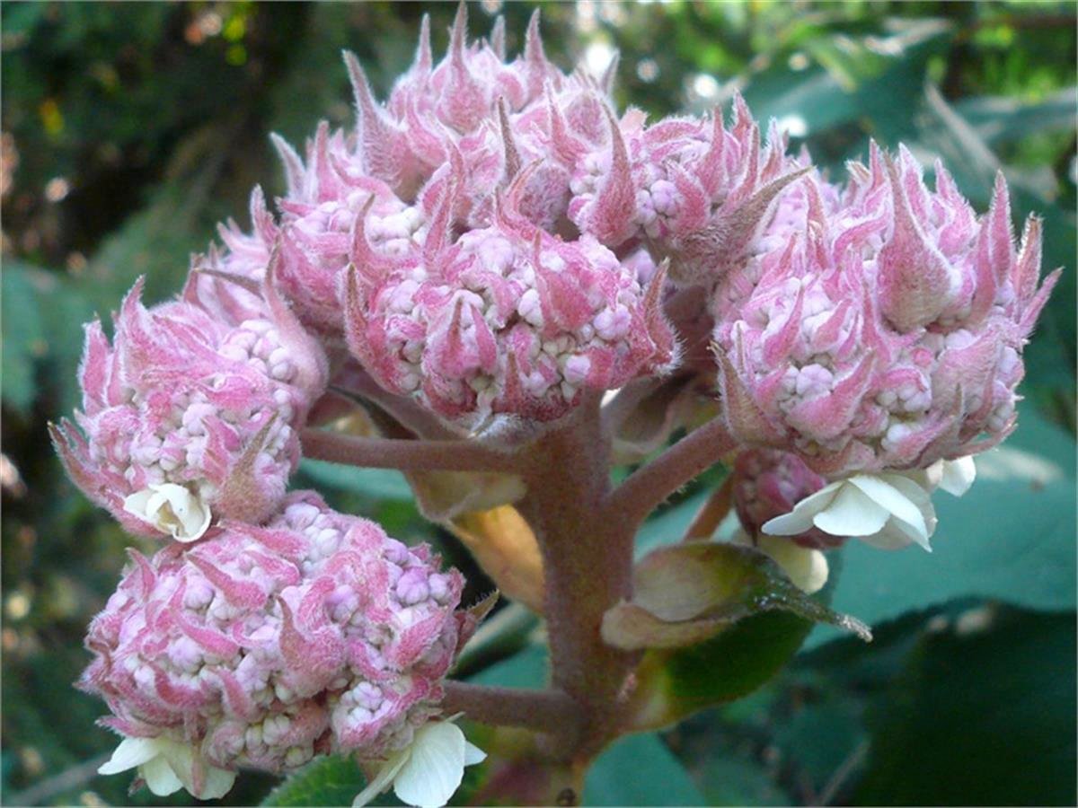 Hydrangea aspera Macrophylla Çin ortancası fidanı