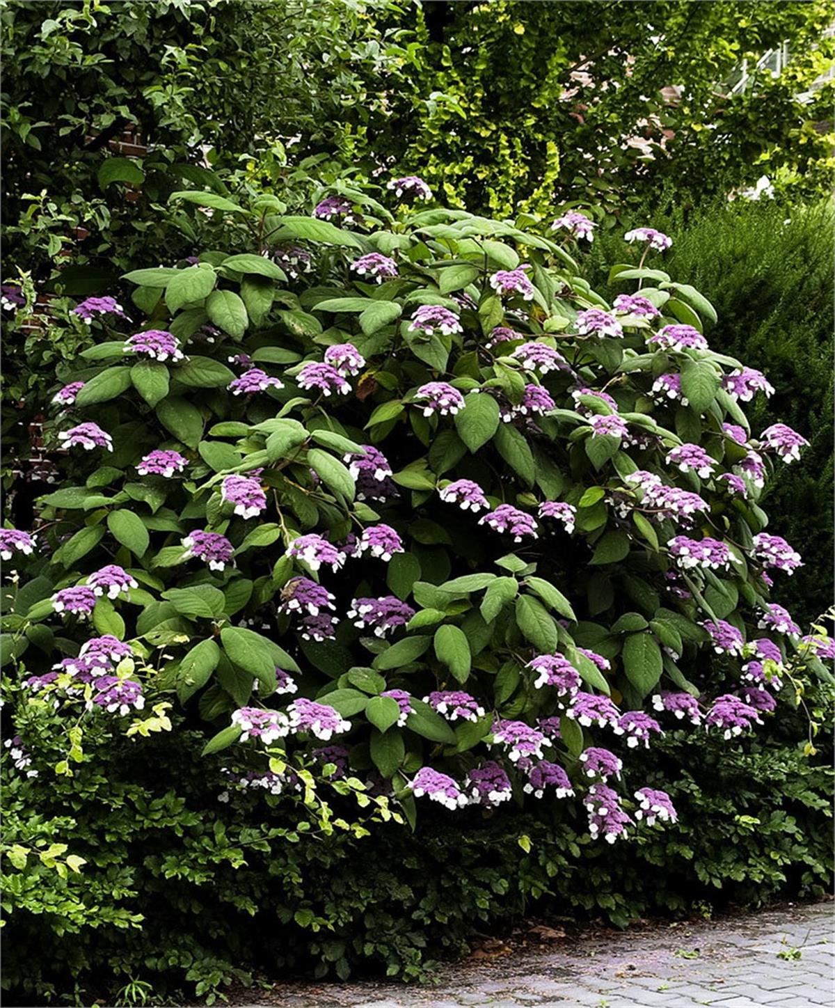 Hydrangea aspera Macrophylla Çin ortancası fidanı