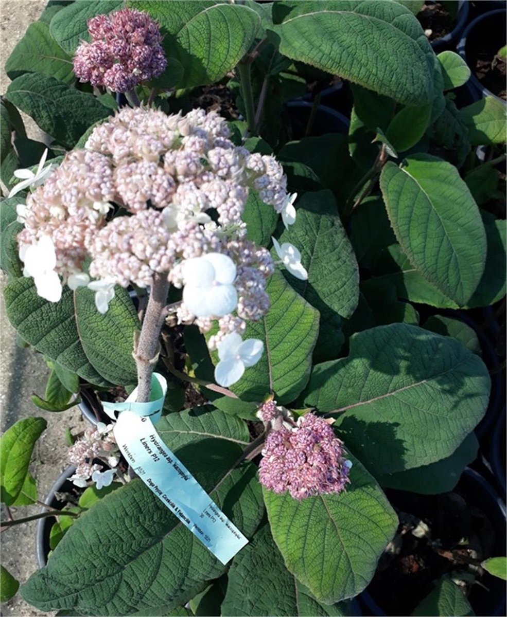 Hydrangea aspera Macrophylla Çin ortancası fidanı