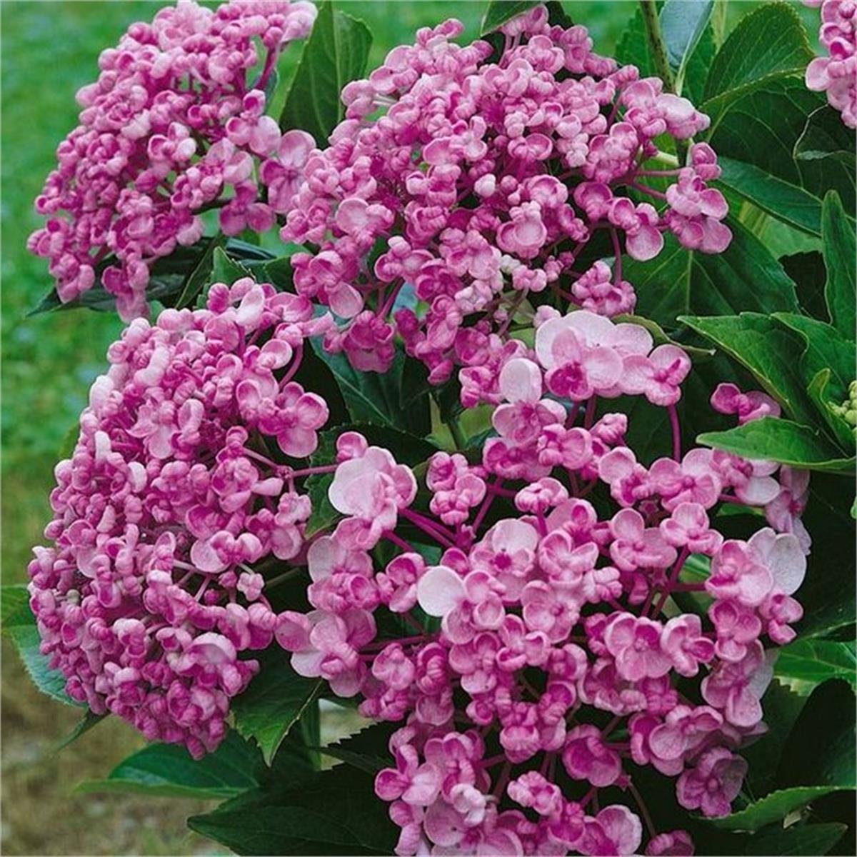 Hydrangea macrophylla Ayesha Ayşe ortanca fidanı