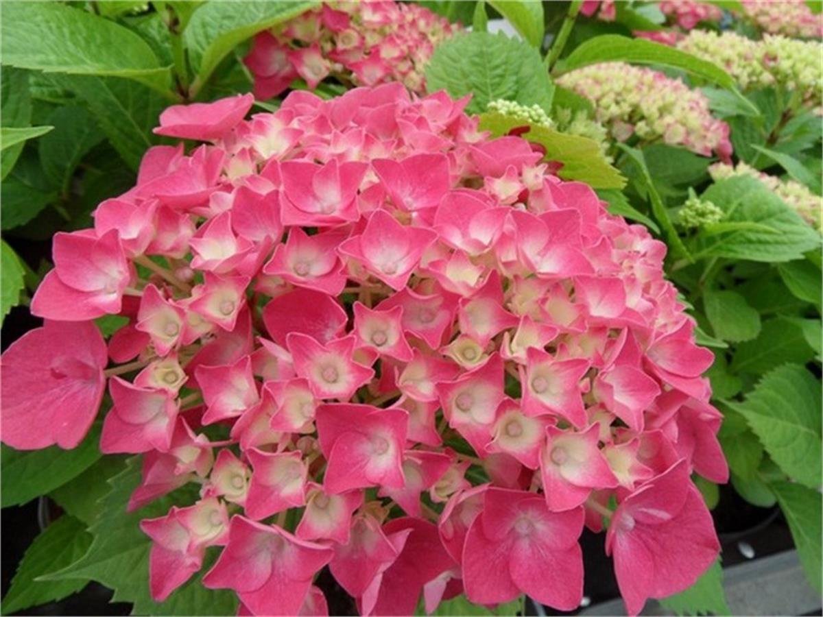 Hydrangea macrophylla Leuchtfeuer ortanca fidanı