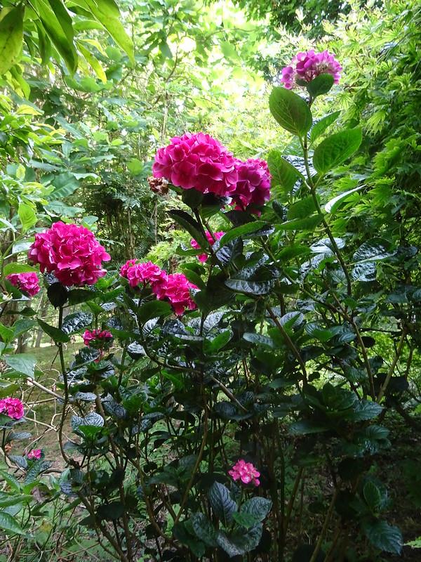 Hydrangea macrophylla Merveille sanguine ortanca fidanı