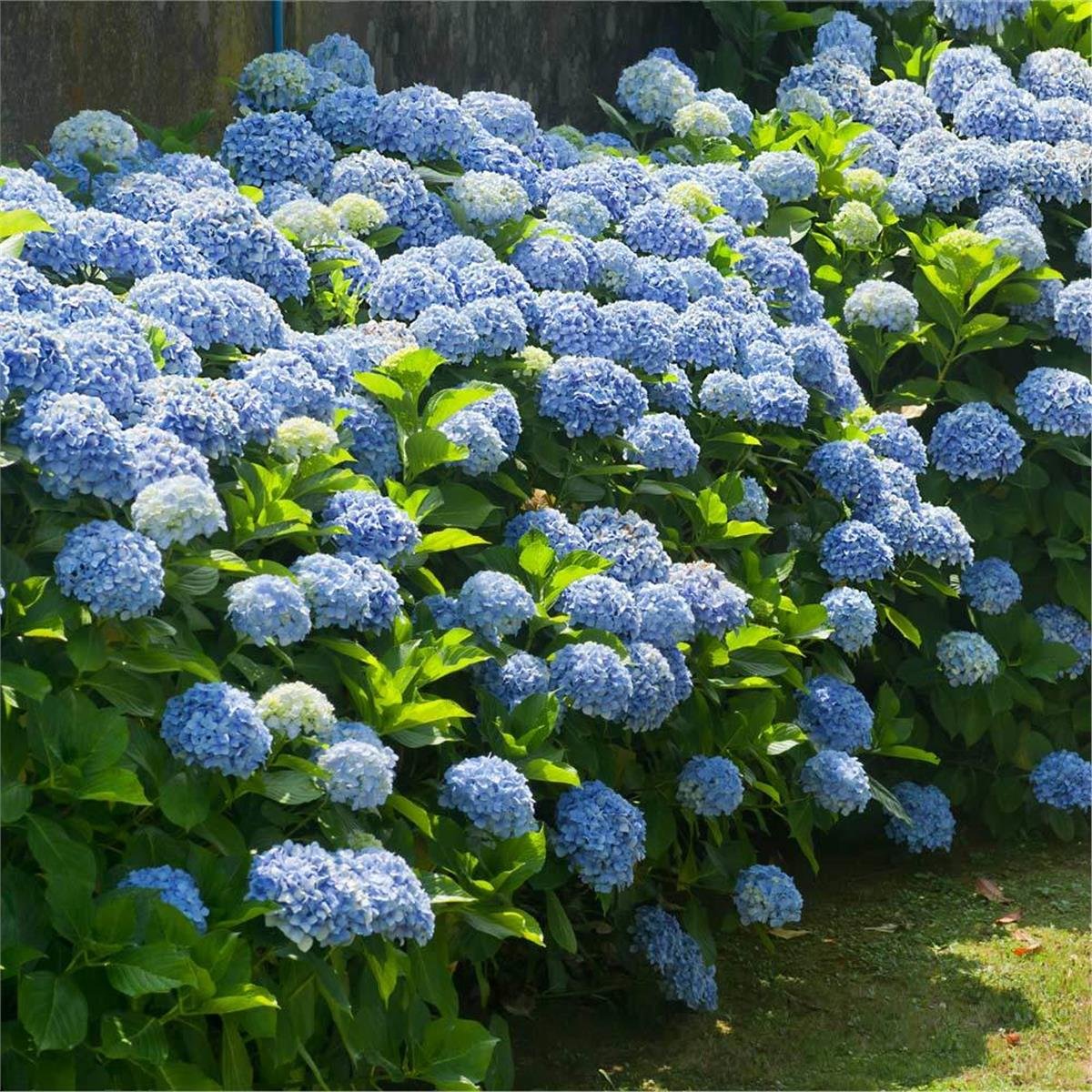 Hydrangea macrophylla ortanca fidanı - Nikko Blue