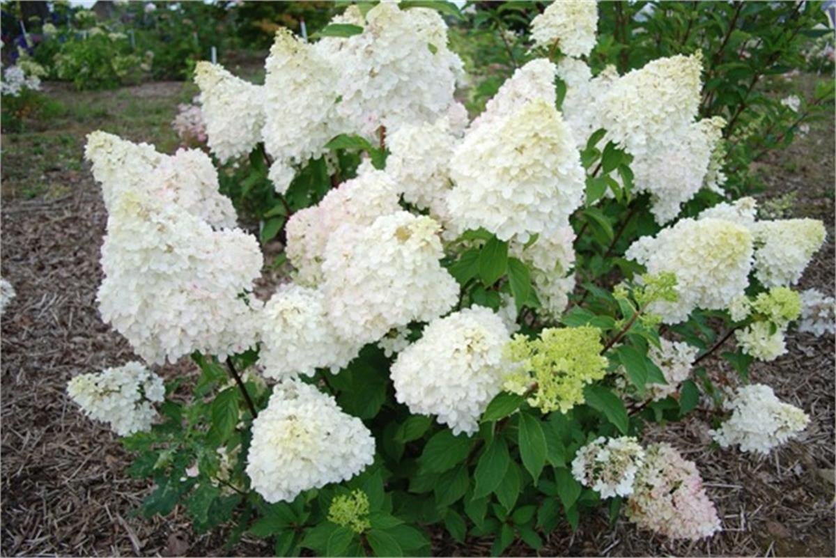 Hydrangea paniculata Diamantino ortanca fidanı