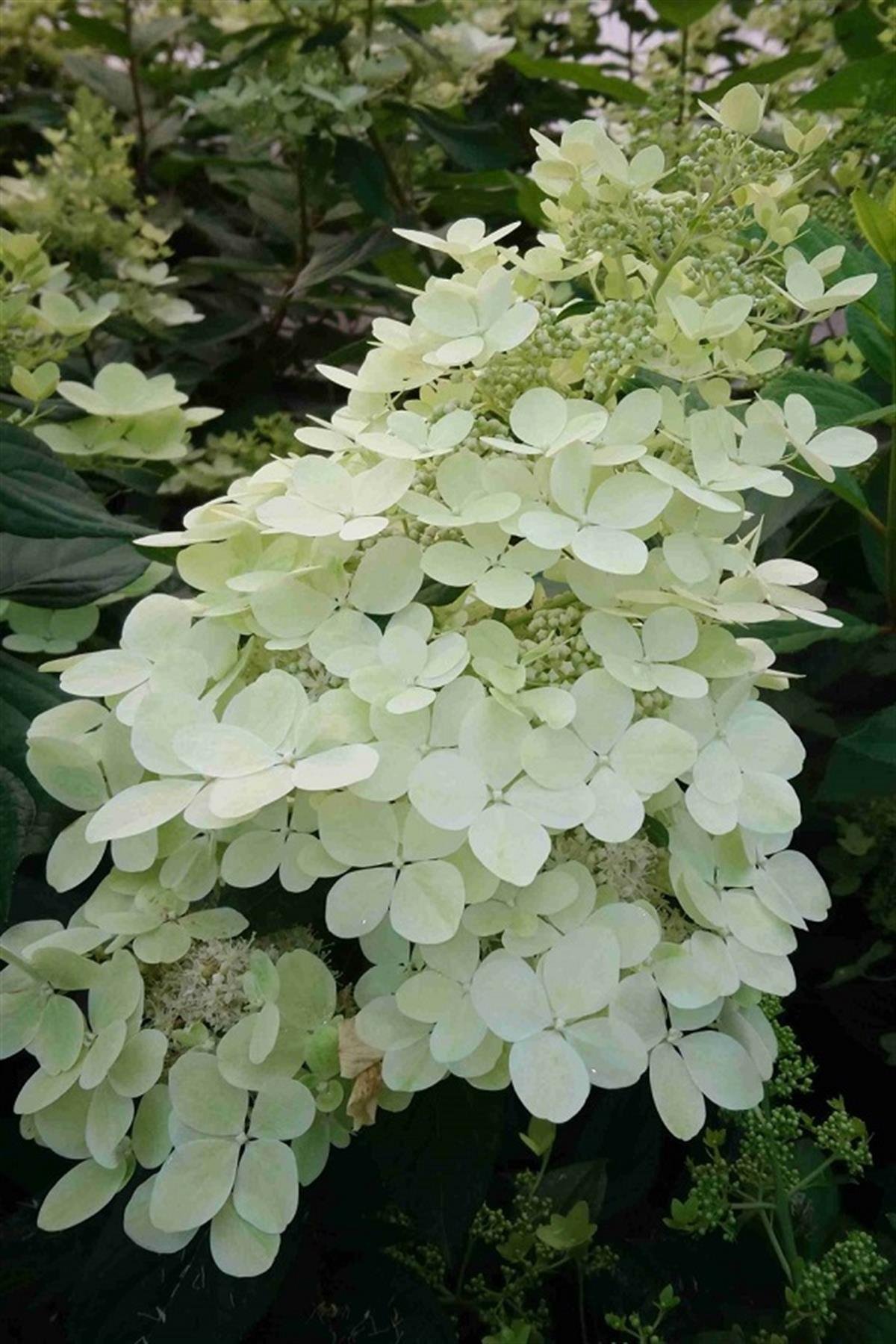 Hydrangea paniculata ortanca fidanı Confetti