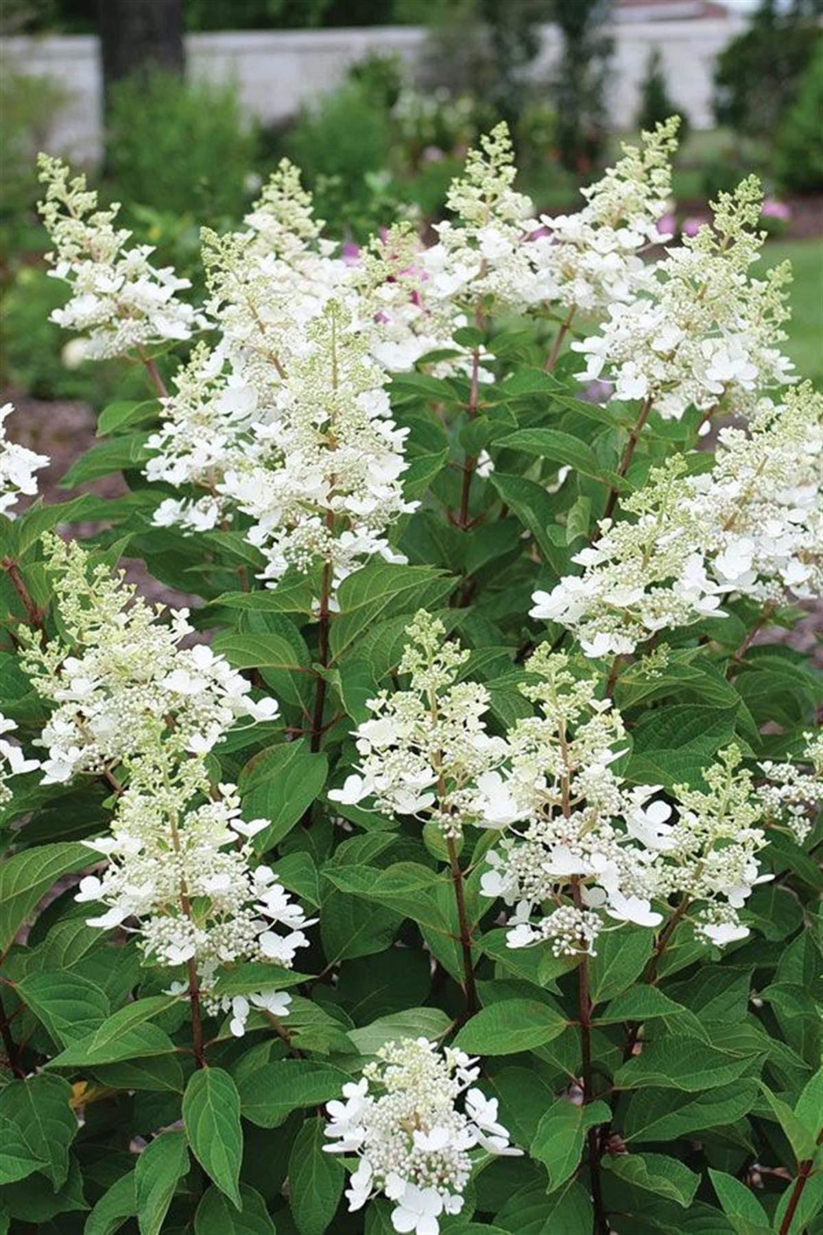 Hydrangea paniculata ortanca fidanı Early Harry