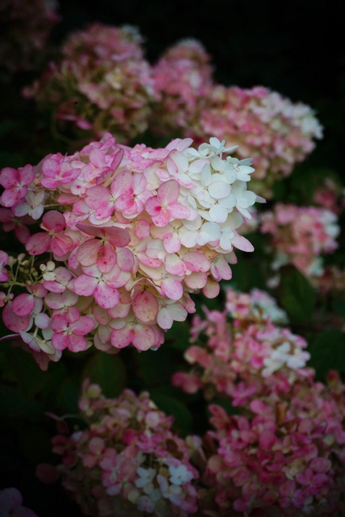Hydrangea paniculata ortanca fidanı Fire Light