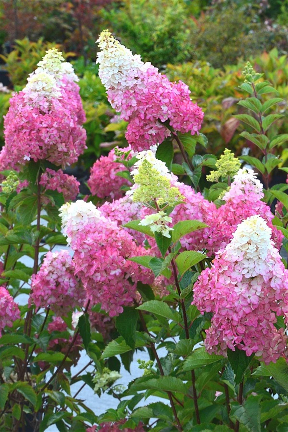 Hydrangea paniculata ortanca fidanı Fraise Melba
