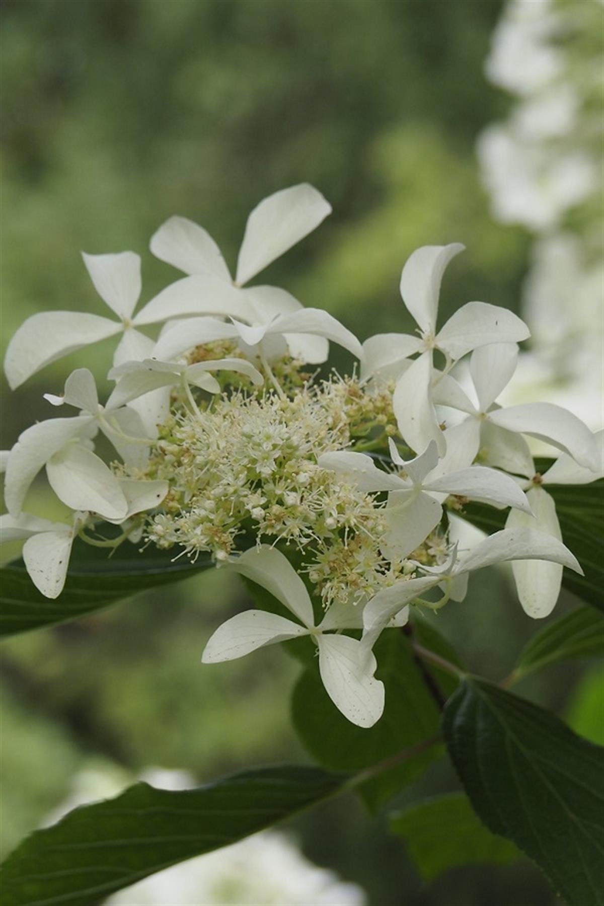 Hydrangea paniculata ortanca fidanı Great Star