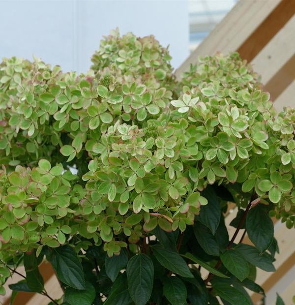Hydrangea paniculata ortanca fidanı Pastelgreen
