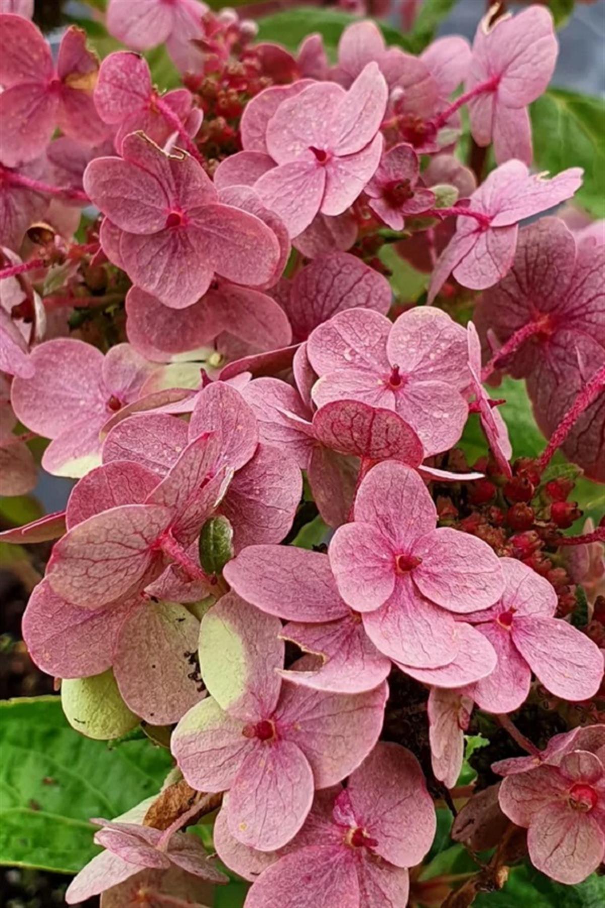 Hydrangea paniculata ortanca fidanı Polestar