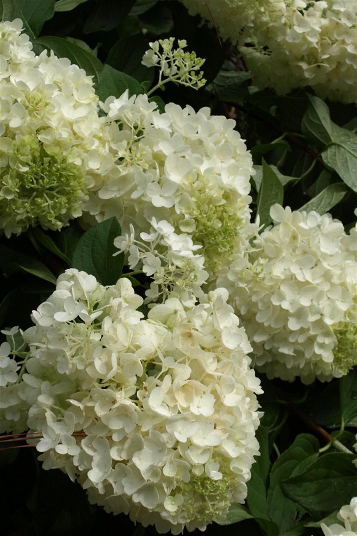 Hydrangea paniculata ortanca fidanı Silver Dollar