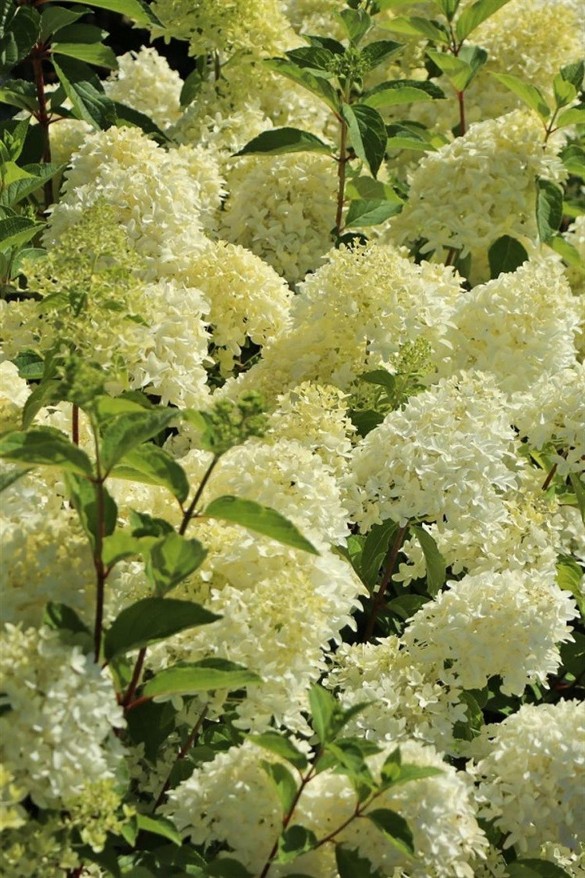 Hydrangea paniculata ortanca fidanı Skyfall