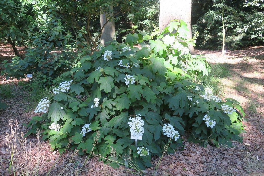 Hydrangea quercifolia meşe yapraklı ortanca fidanı Sikes Dwarf