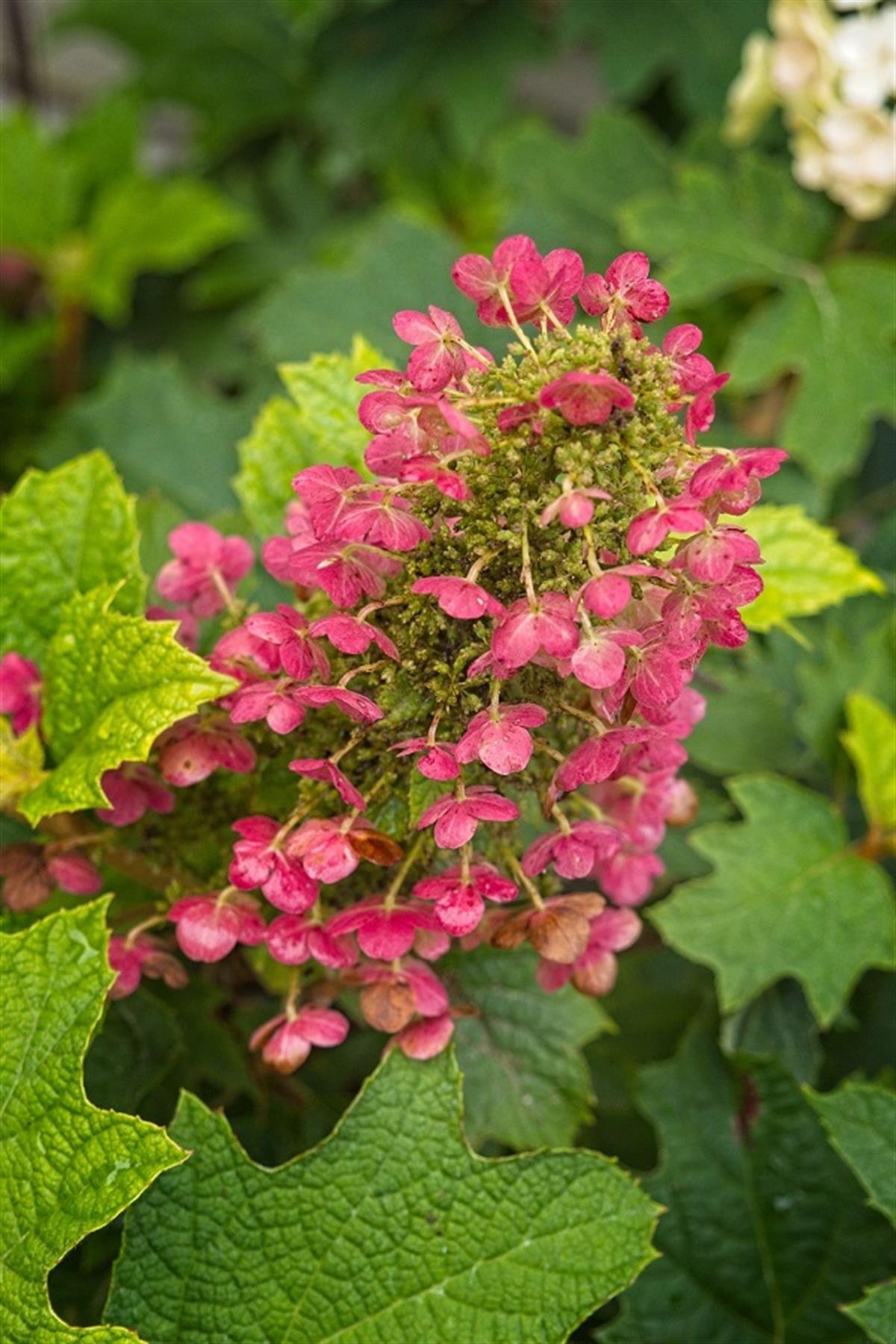 Hydrangea quercifolia meşe yapraklı ortanca fidanı Ruby Slippers