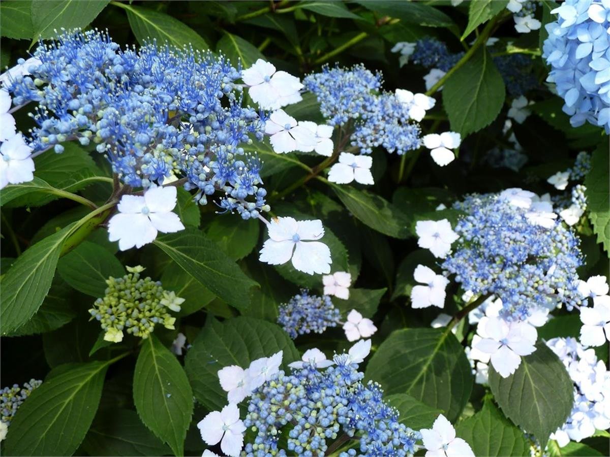 Hydrangea serrata Bluebird ortanca fidesi