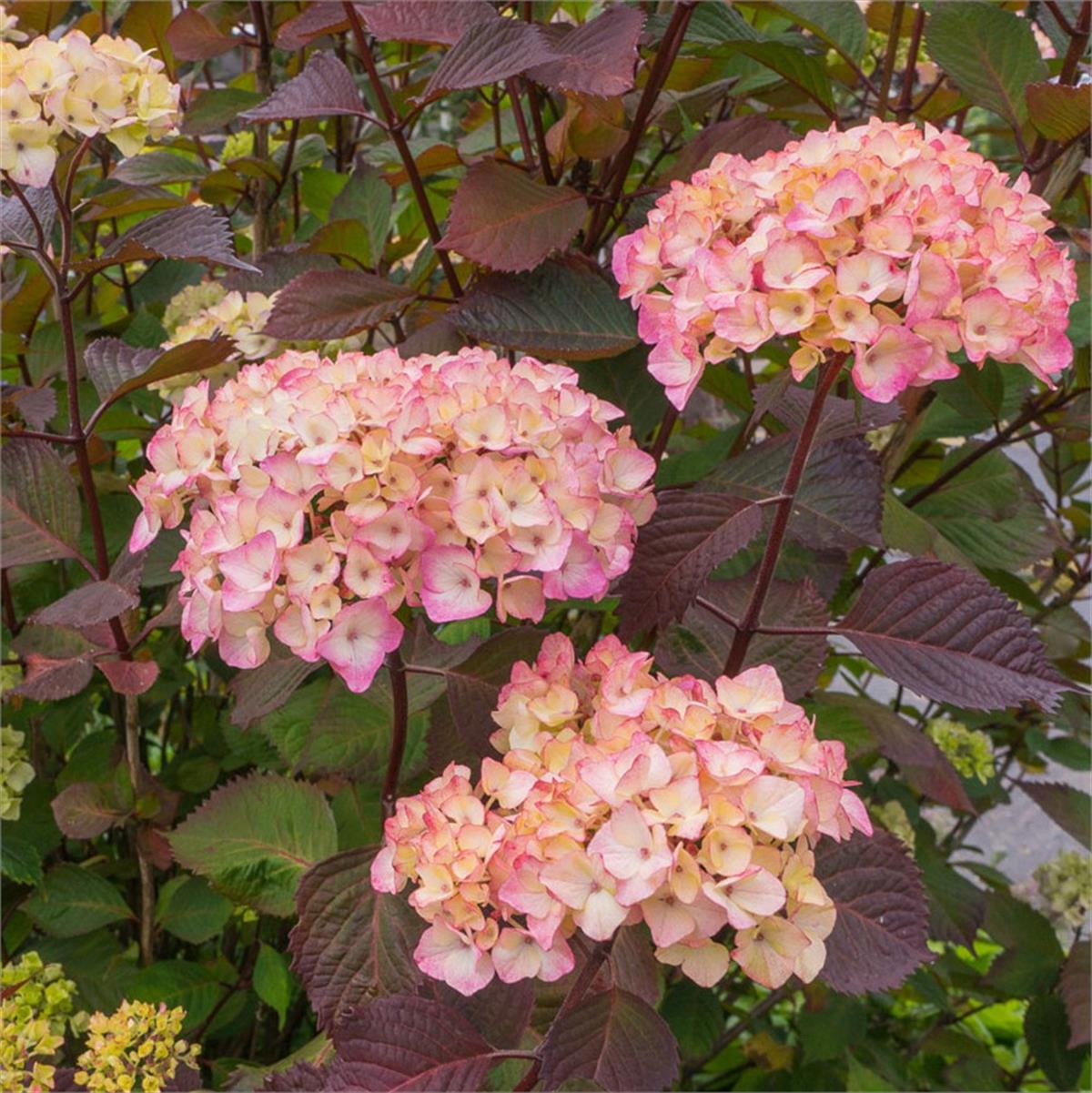 Hydrangea serrata Preziosa Presiz ortanca fidanı