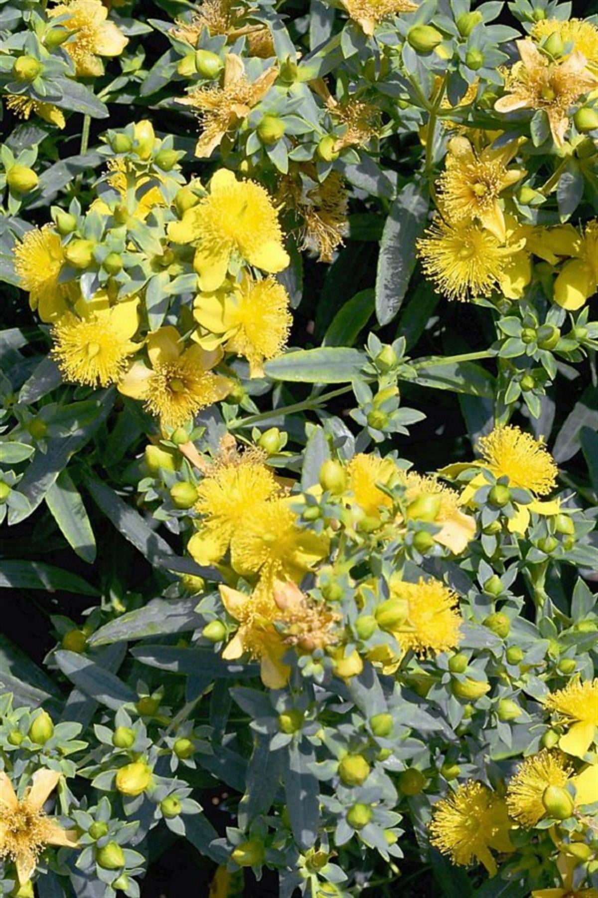 Hypericum calycinum Cobalt 'n Gold