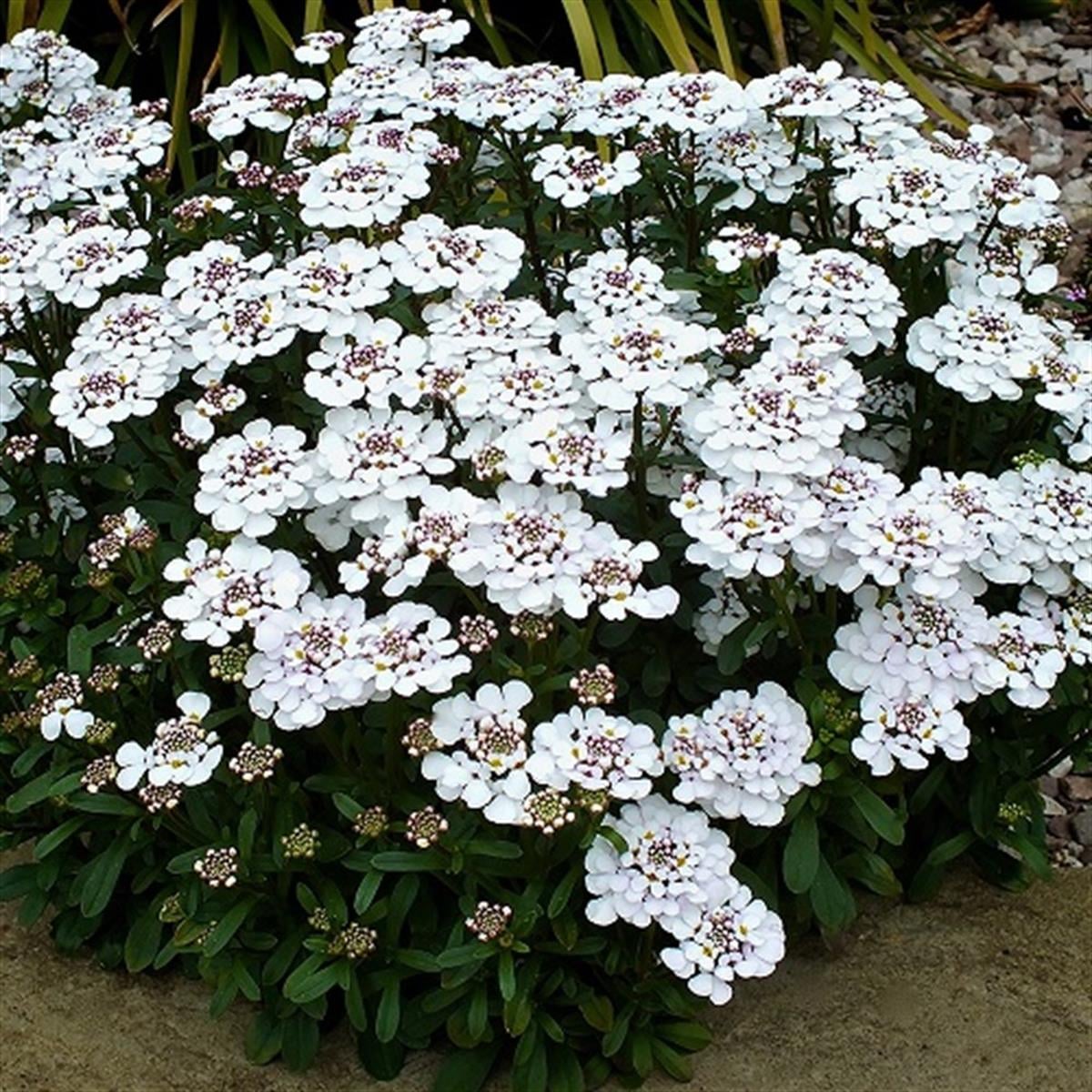 Iberis sempervirens şeker püskülü fidesi