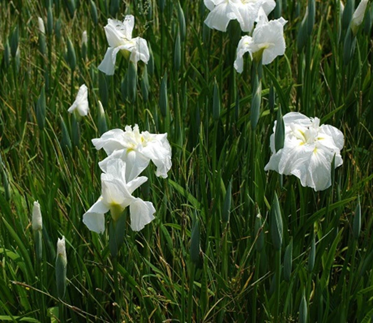 Iris laevigata Beyaz İris Süsen fidesi,Yumrusu