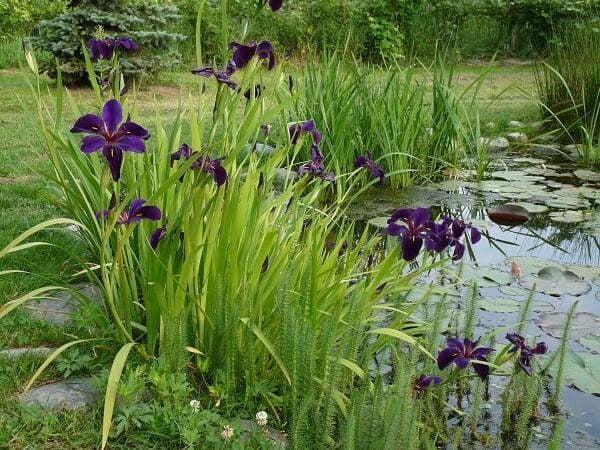 Iris louisiana black gamecock siyah iris