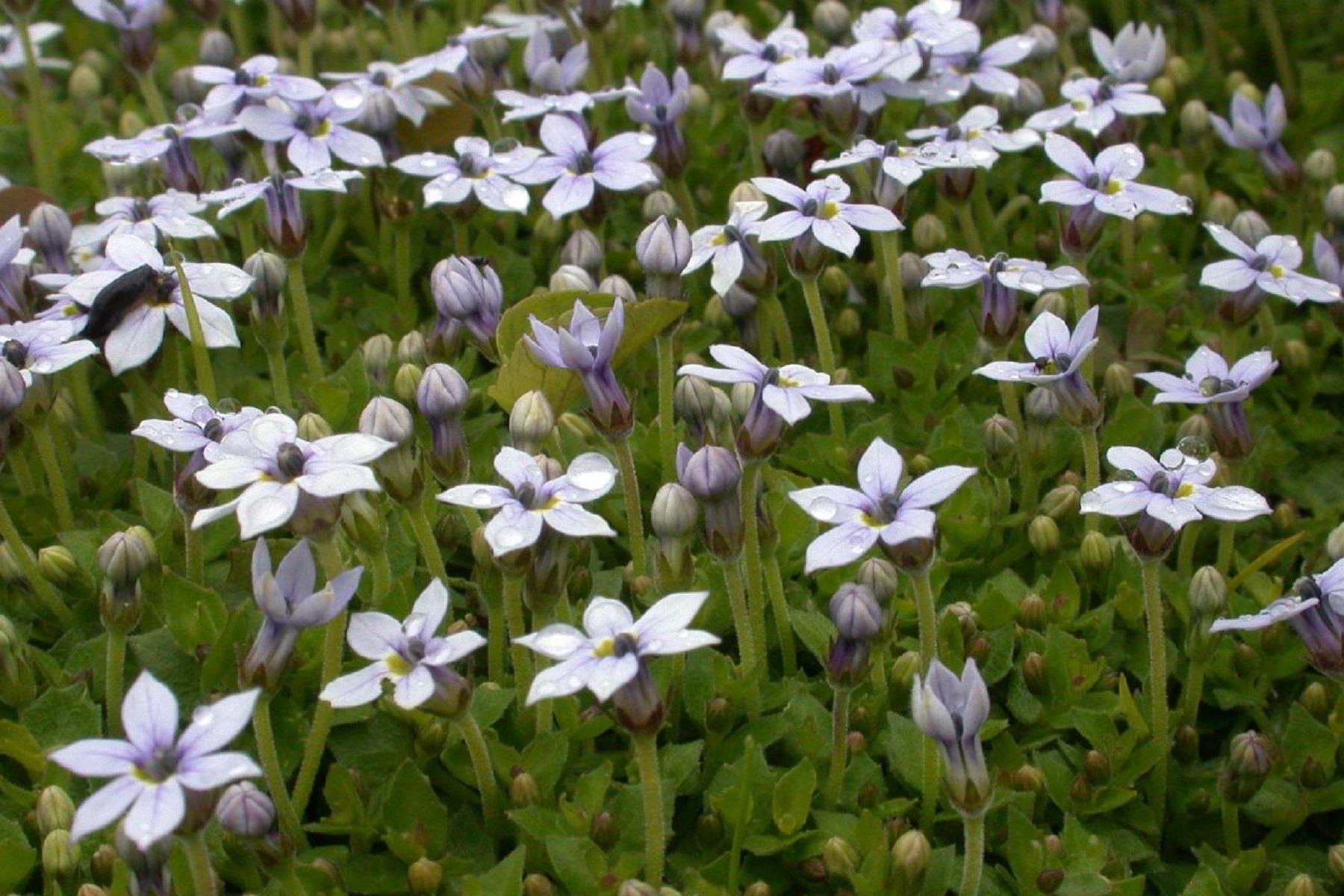 Isotoma fluviatilis