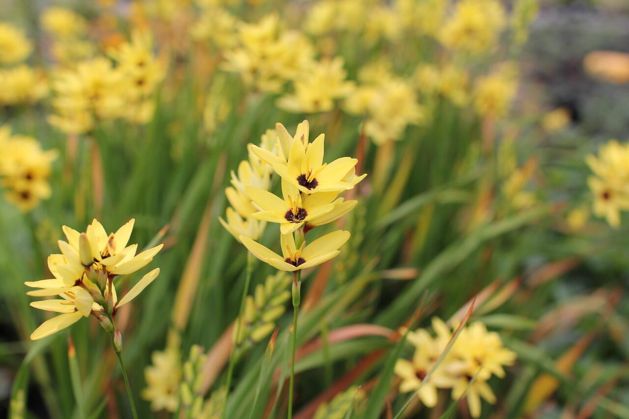 Ixia Yellow Emperor Afrika Mısır Zambağı Soğanı
