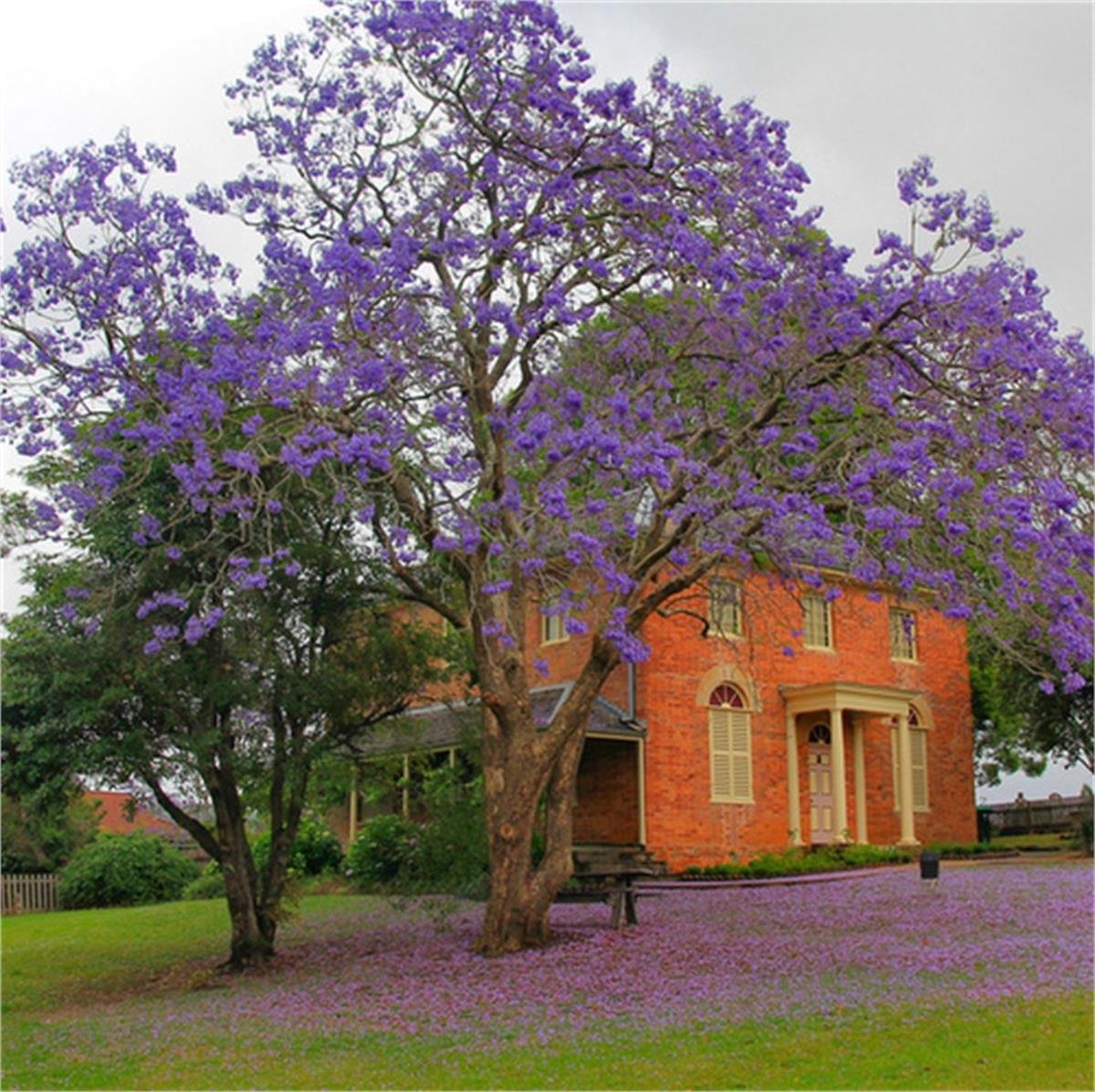Jacaranda mimosifolia Jakaranda fidanı