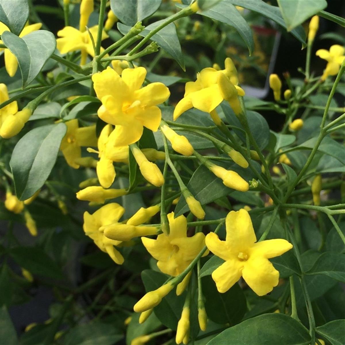 Jasminum humile Revolutum İtalyan yasemin fidanı