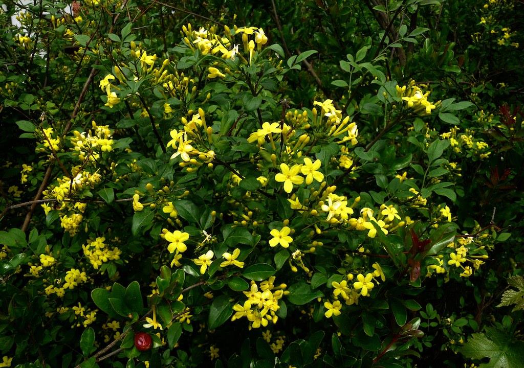 Jasminum humile Revolutum İtalyan yasemin fidanı