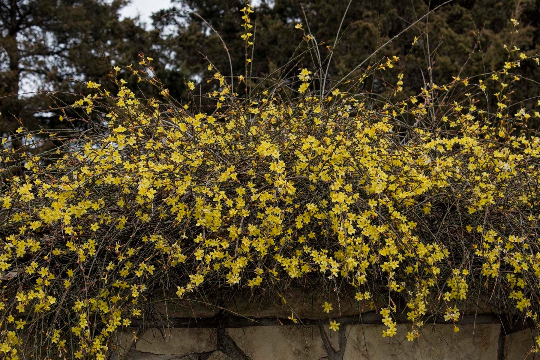 Jasminum nudiflorum Çalı yasemin Sarı yasemin fidanı