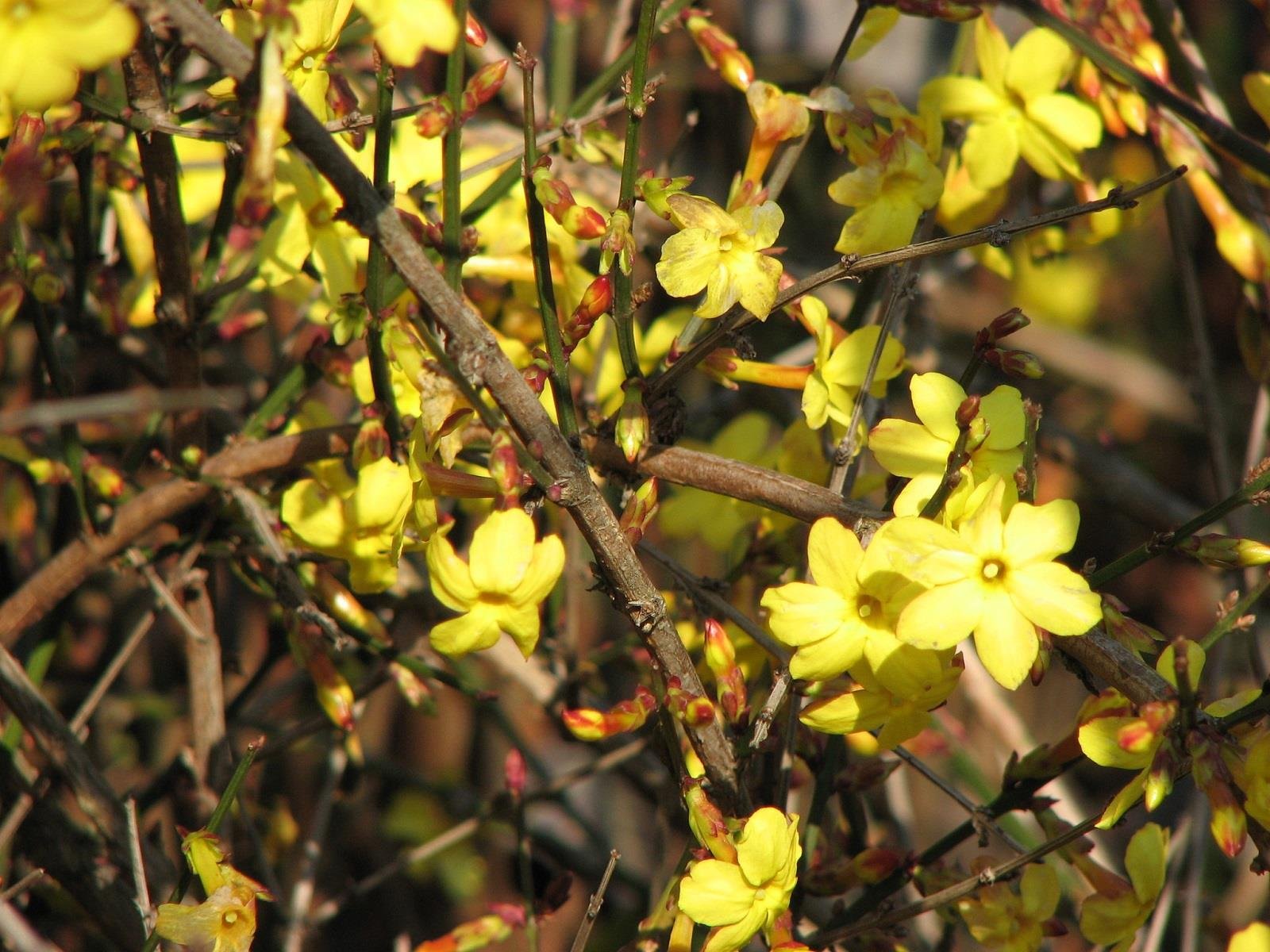 Jasminum nudiflorum Çalı yasemin Sarı yasemin fidanı