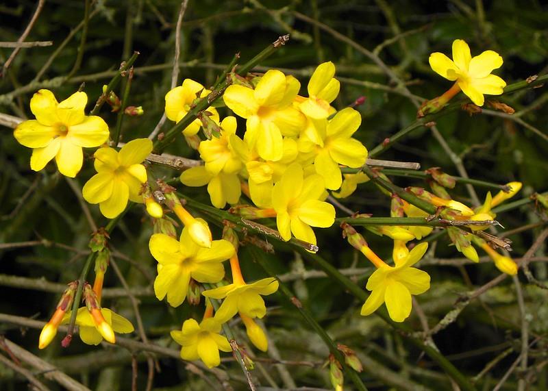 Jasminum nudiflorum Çalı yasemin Sarı yasemin fidanı